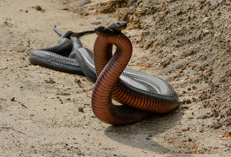 Red Bellied Black Snake