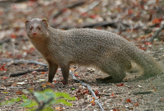 Small Indian Mongoose