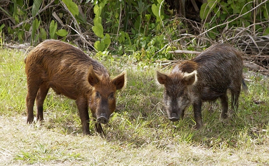 Feral Pig