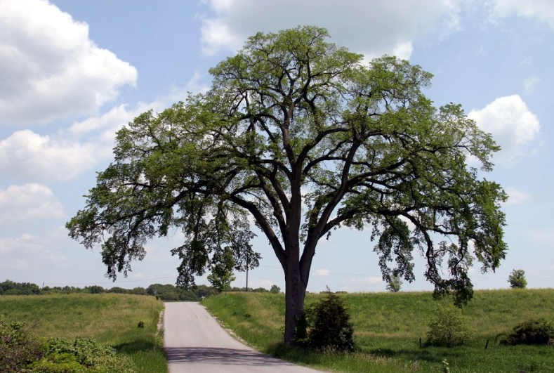 Dutch Elm