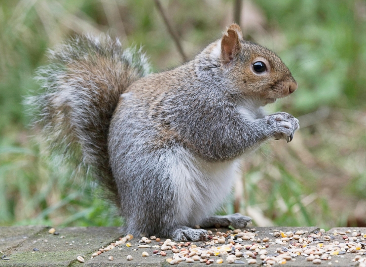 Grey Squirrel