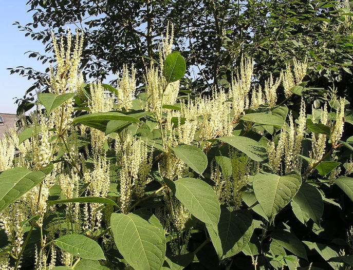 Japanese Knotweed