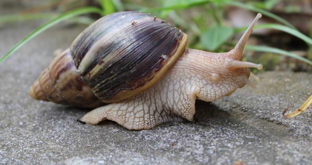 Giant African Snail