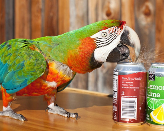 Most Cans Opened By A Parrot