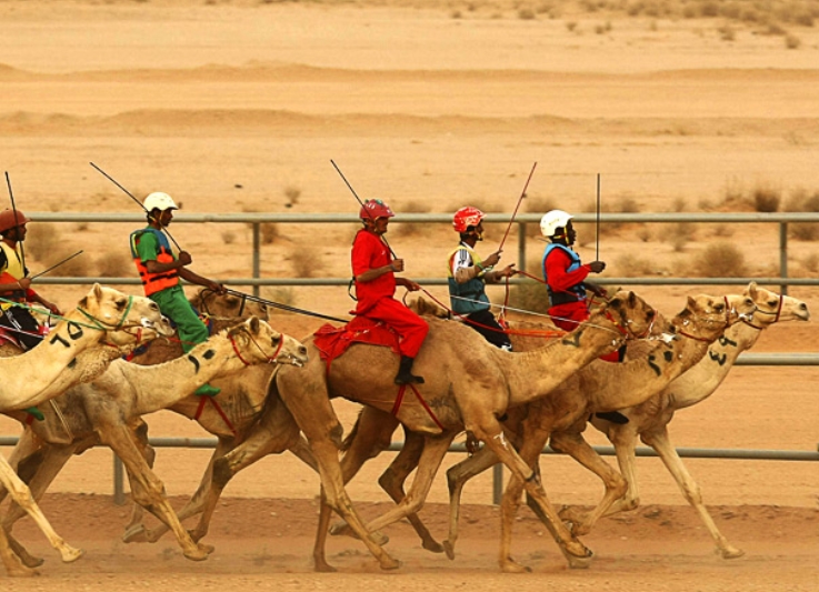 Camel Racing