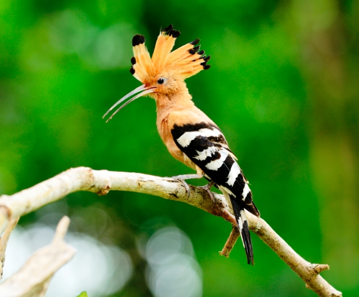 The Hoopoe