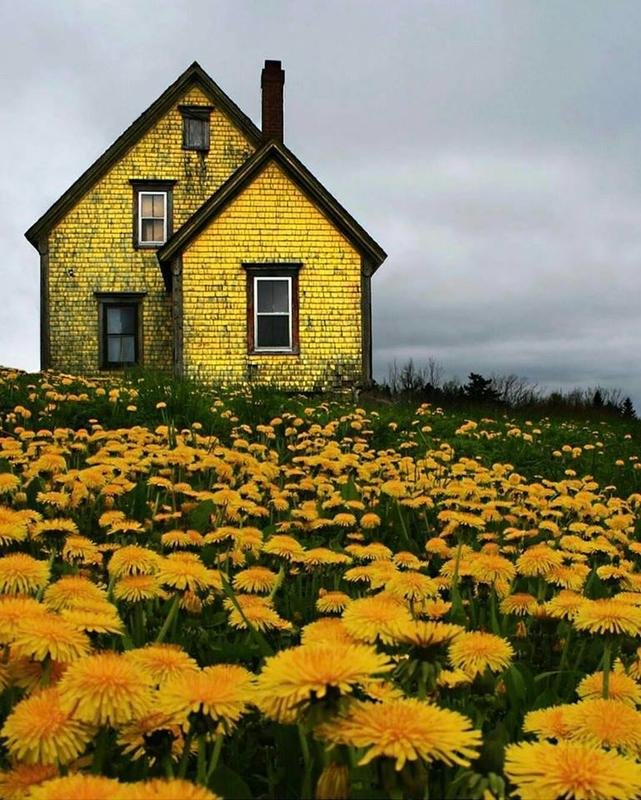 Yellow House In Nova Scotia