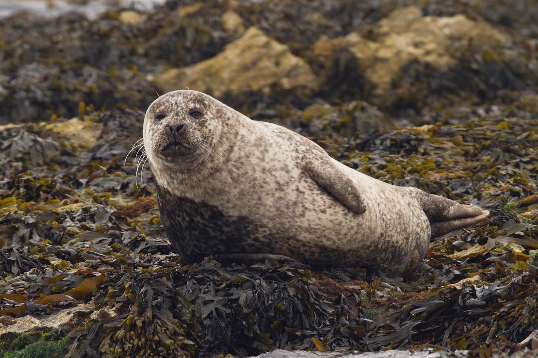 Adapting To The Water