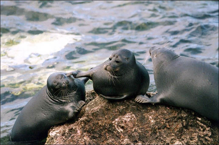 Underwater Playtime