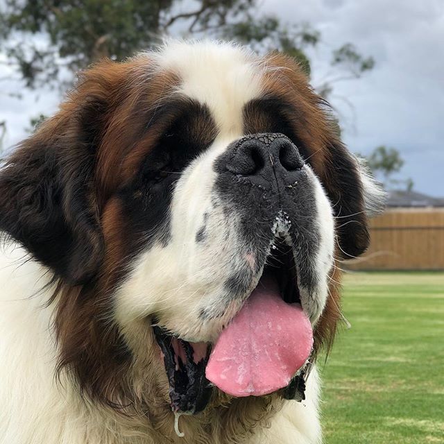 Saint Bernard