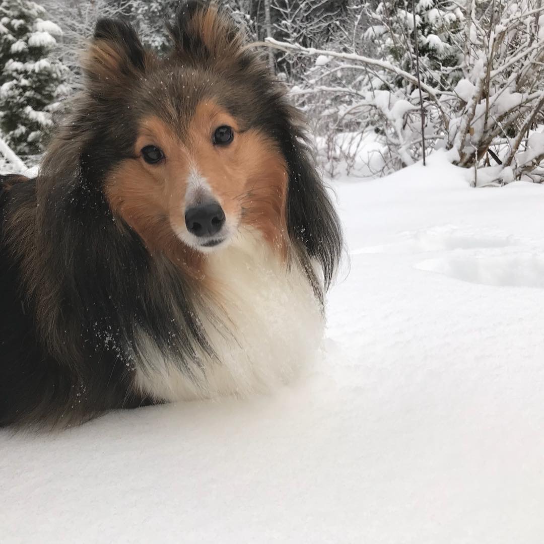 Shetland Sheepdog