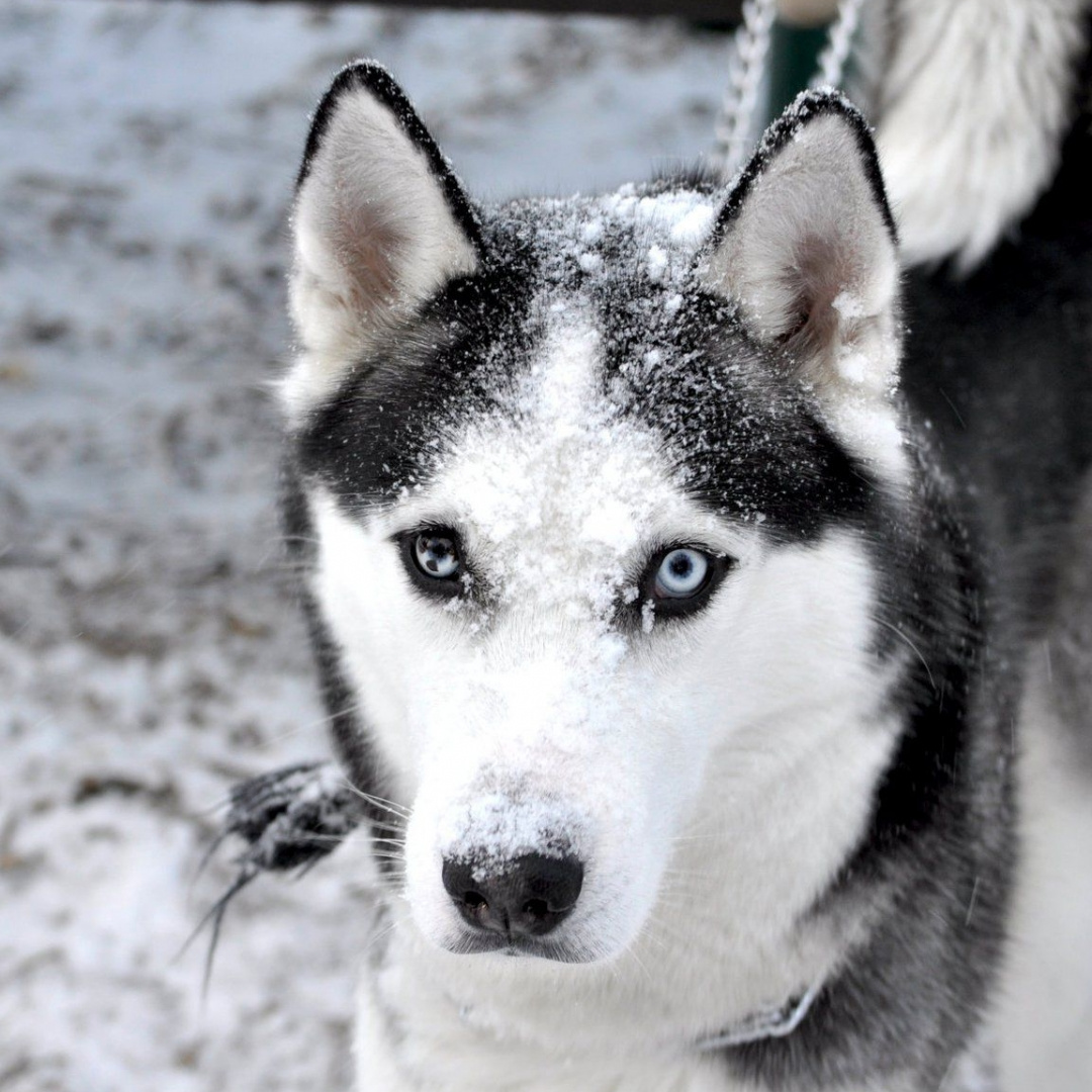 Siberian Husky