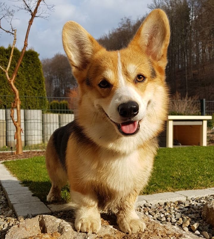 Pembroke Welsh Corgi