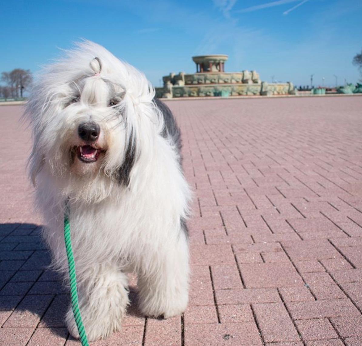 Old English Sheepdog