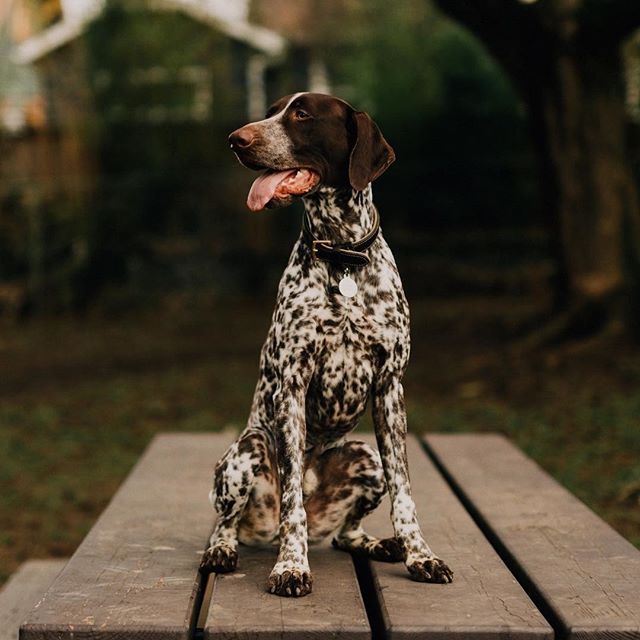 German Shorthaired Pointer