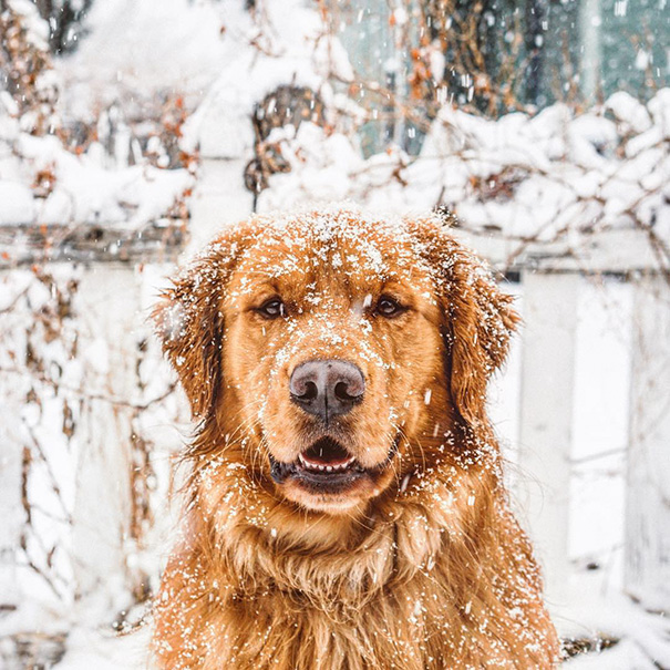 Golden Retriever