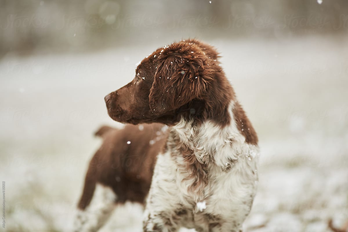 Brittany Spaniel