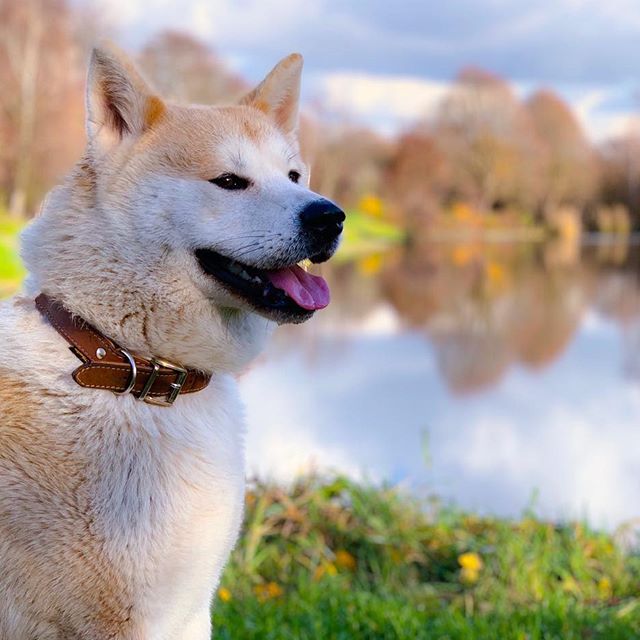 Akita Inu