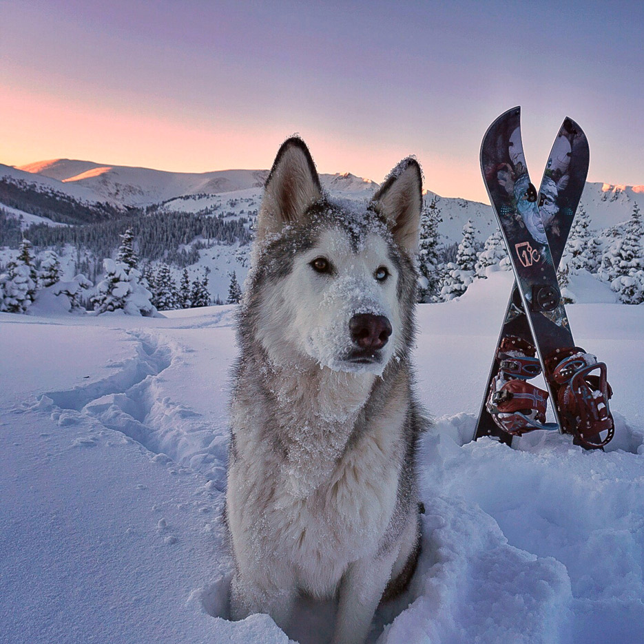 Alaskan Husky