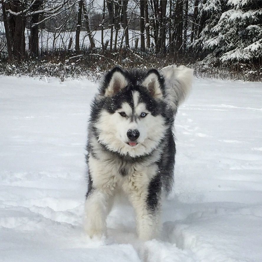 Alaskan Malamute