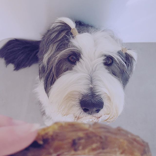 Bearded Collie