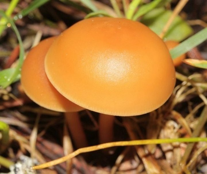 Magically Perfect Mushrooms