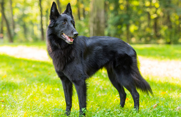 Belgian Shepherd Dog