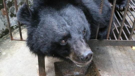 Little Black, The Asiatic Bear