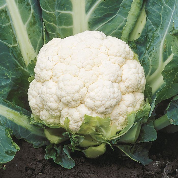 Cauliflower