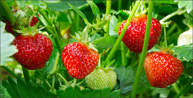 Strawberries