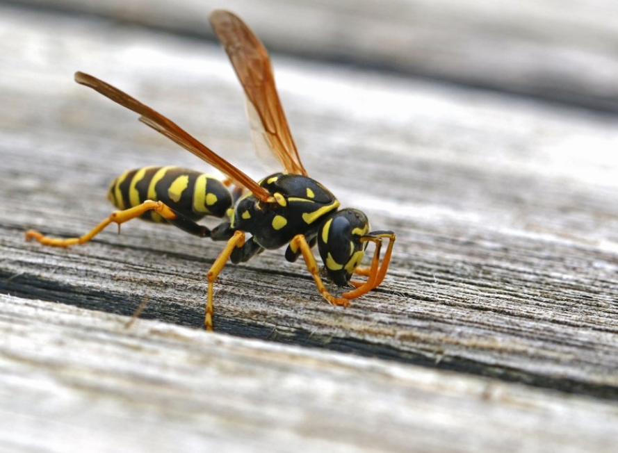 Prevent Wasps