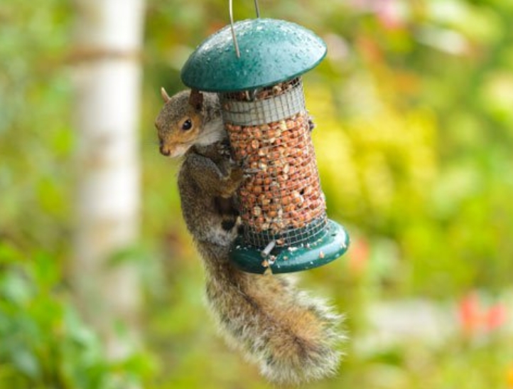 Protecting Bird Feeders