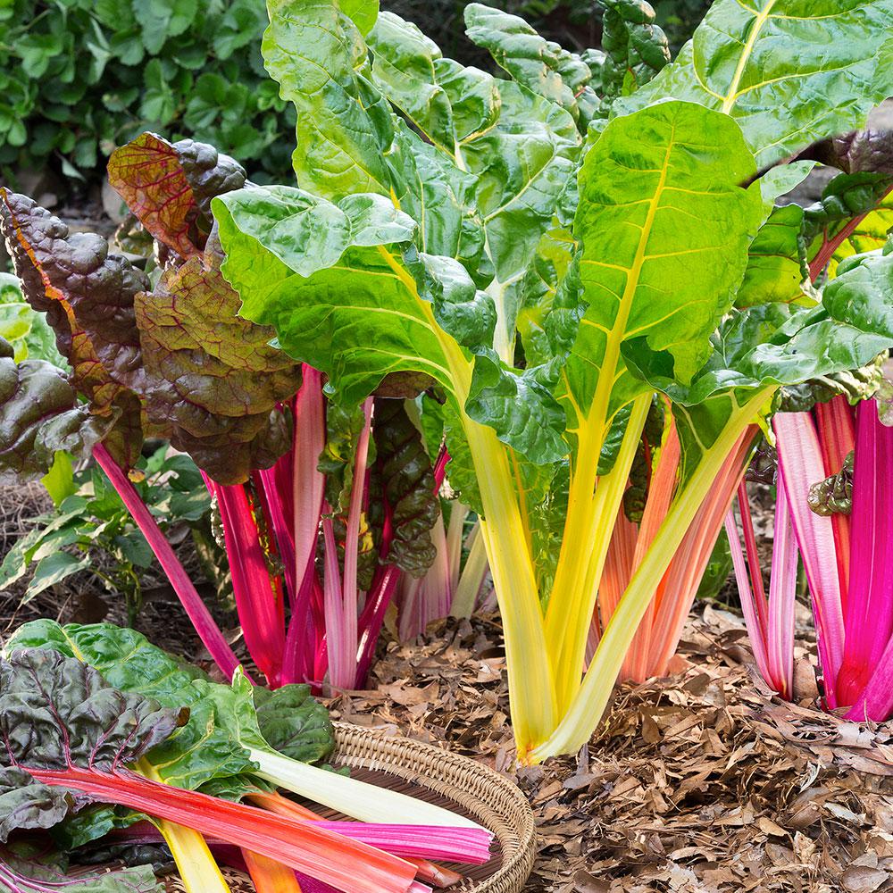 Swiss Chard