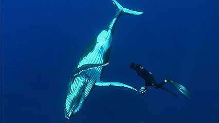 A Humpback Whale Encounter Like No Other