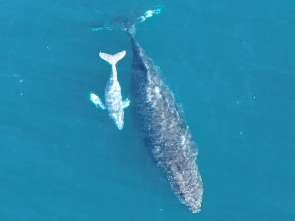 This Was Definitely Not A Baby Whale