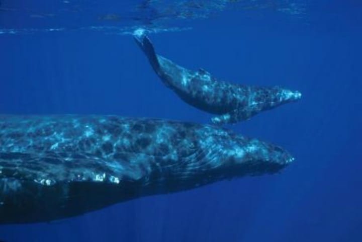 Whales Travel In Packs