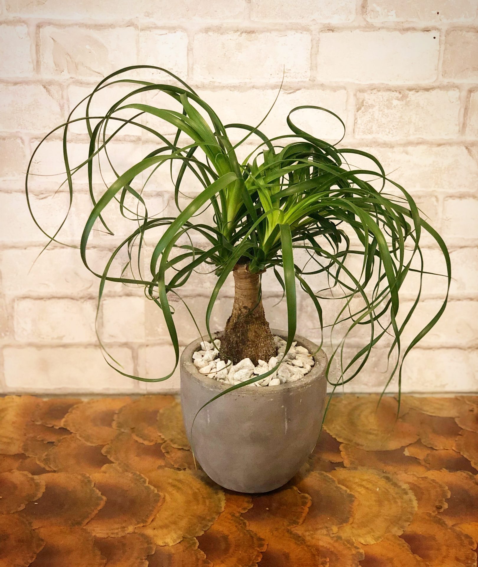 Alabama - Ponytail Palm