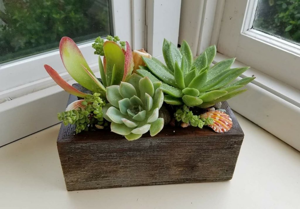 These Are The Most Popular Houseplants In Every State HorizonTimes