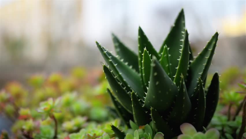 Illinois - Aloe Plant