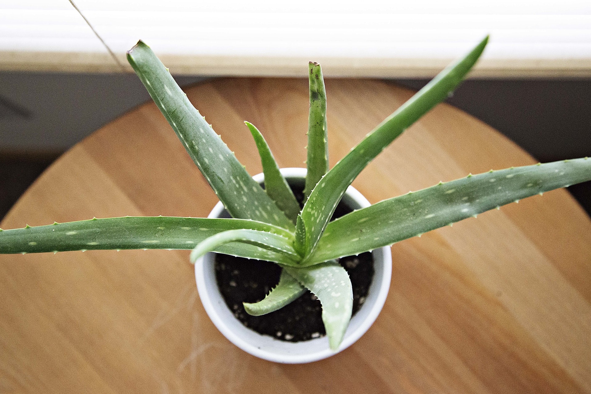 Michigan - Aloe Plant