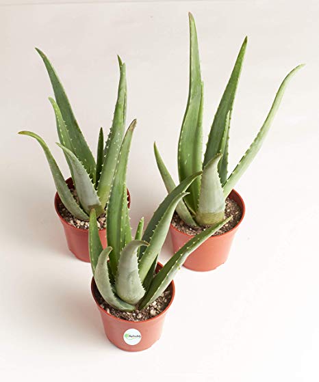 Missouri - Aloe Plant