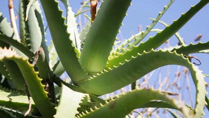 Ohio Aloe Plant