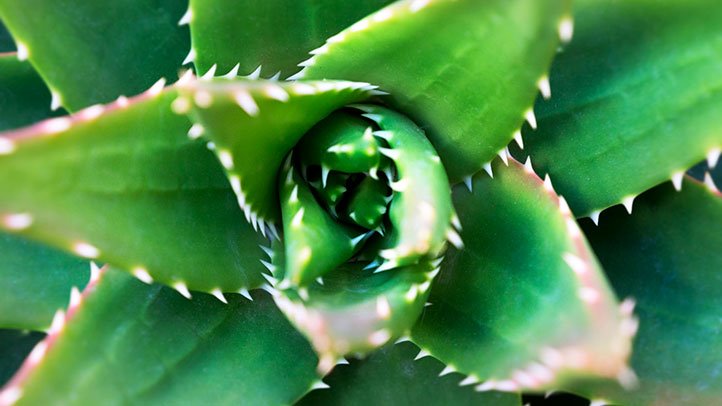 Texas - Aloe Plant