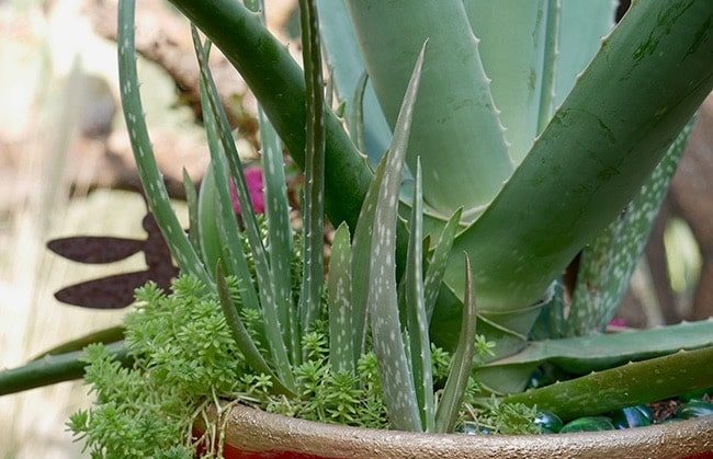 Virginia - Aloe Plant