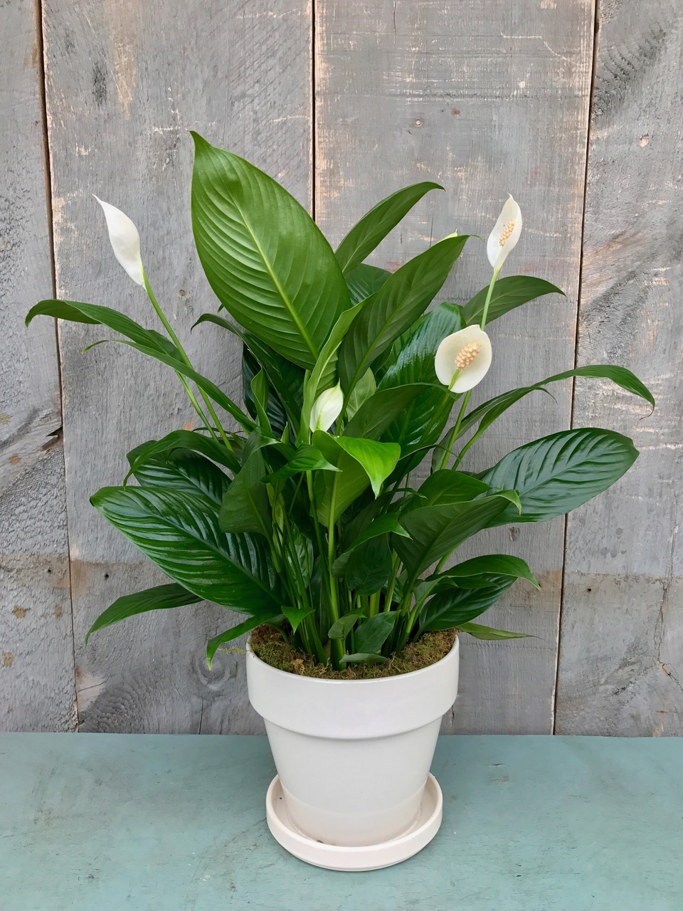 Arkansas - Peace Lily