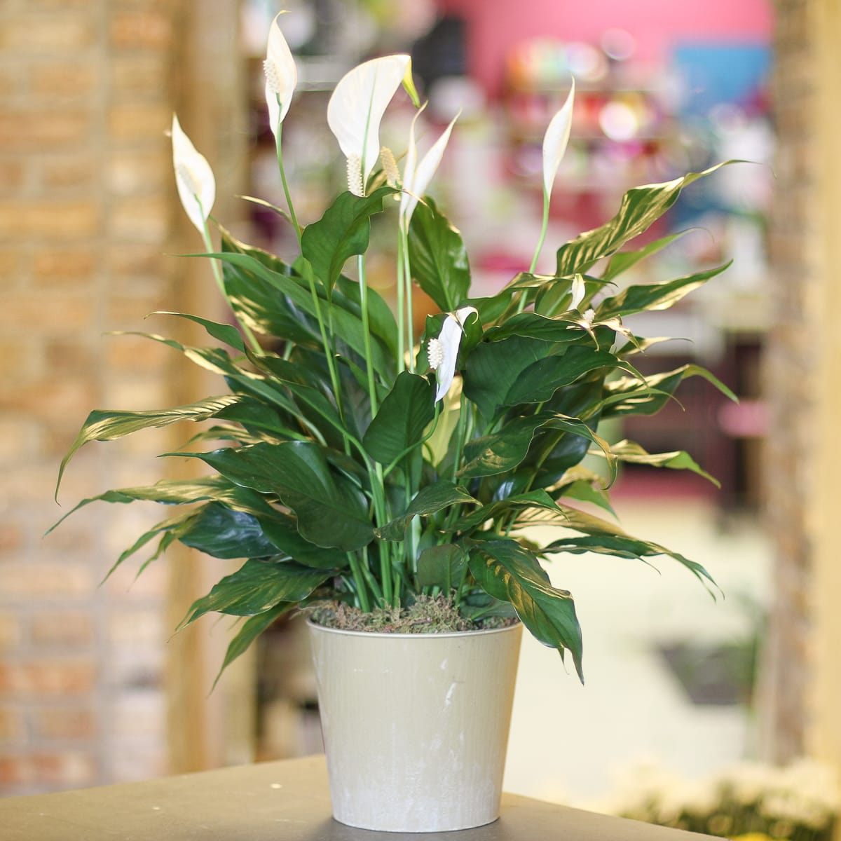Mississippi - Peace Lily