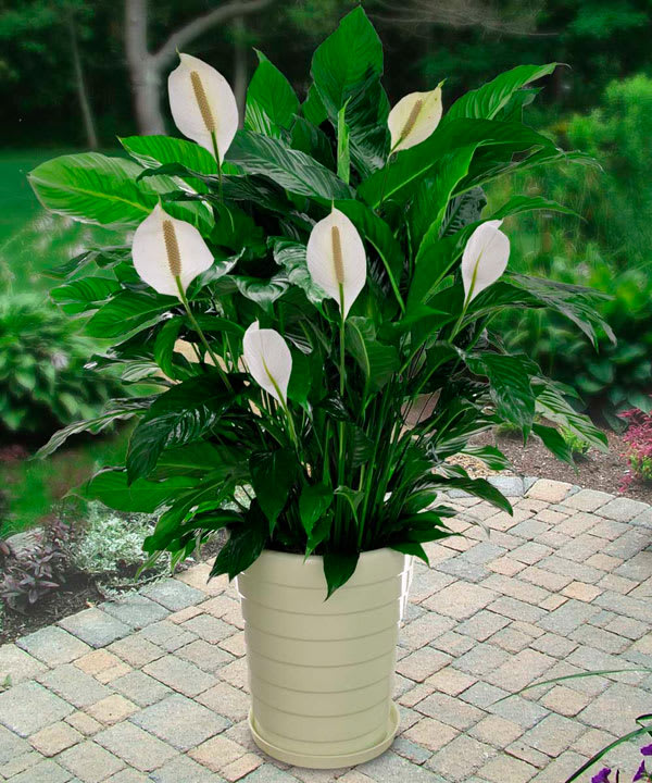 Nebraska - Peace Lily