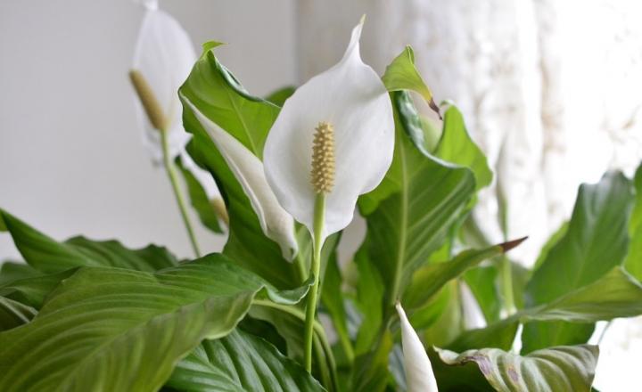 Wyoming - Peace Lily