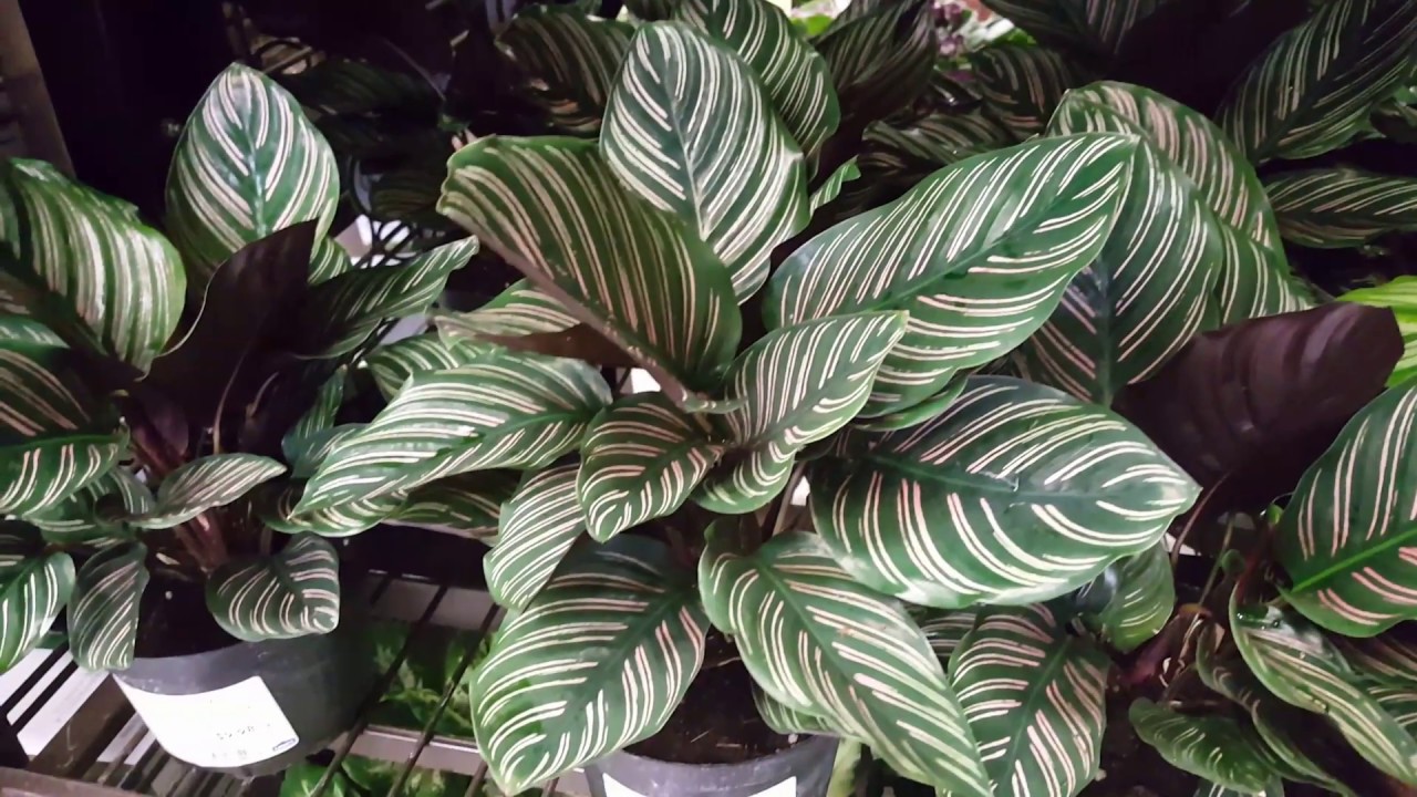 New York - Calathea Plant