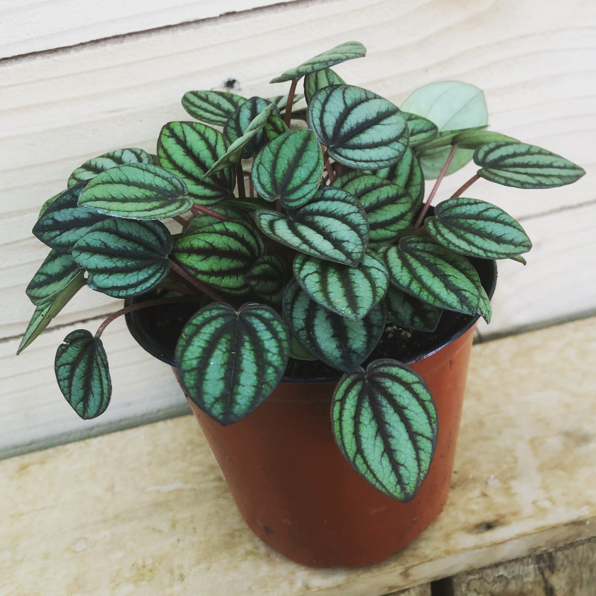 Connecticut - Peperomia